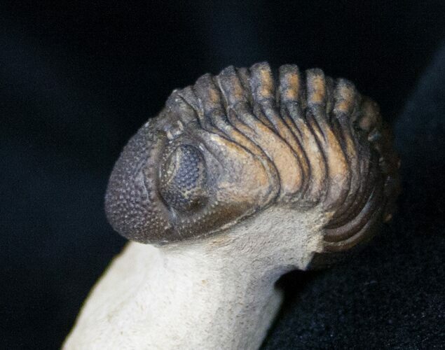 Phacops Trilobite - Beautiful Shell Coloration #12237